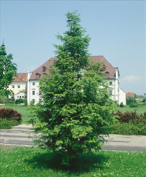METASEQUOIA GLYPTOSTROBOIDES