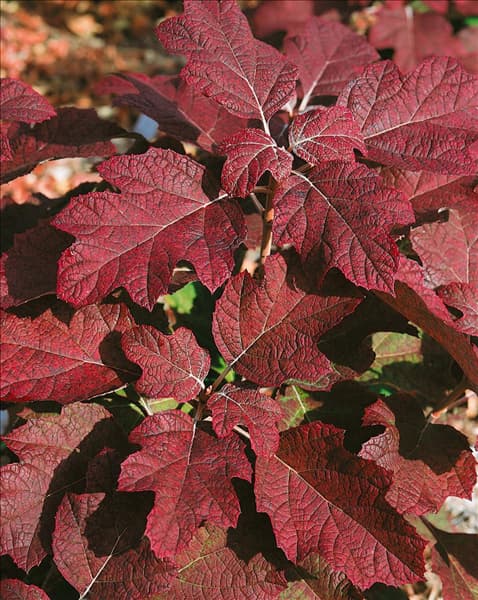 Hydrangea quercifolia Pee Wee
