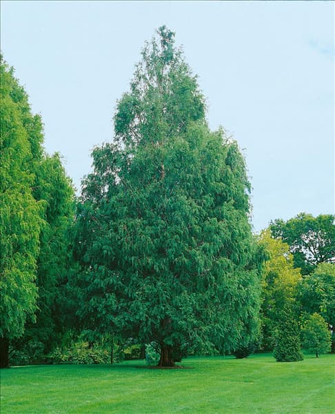 METASEQUOIA GLYPTOSTROBOIDES