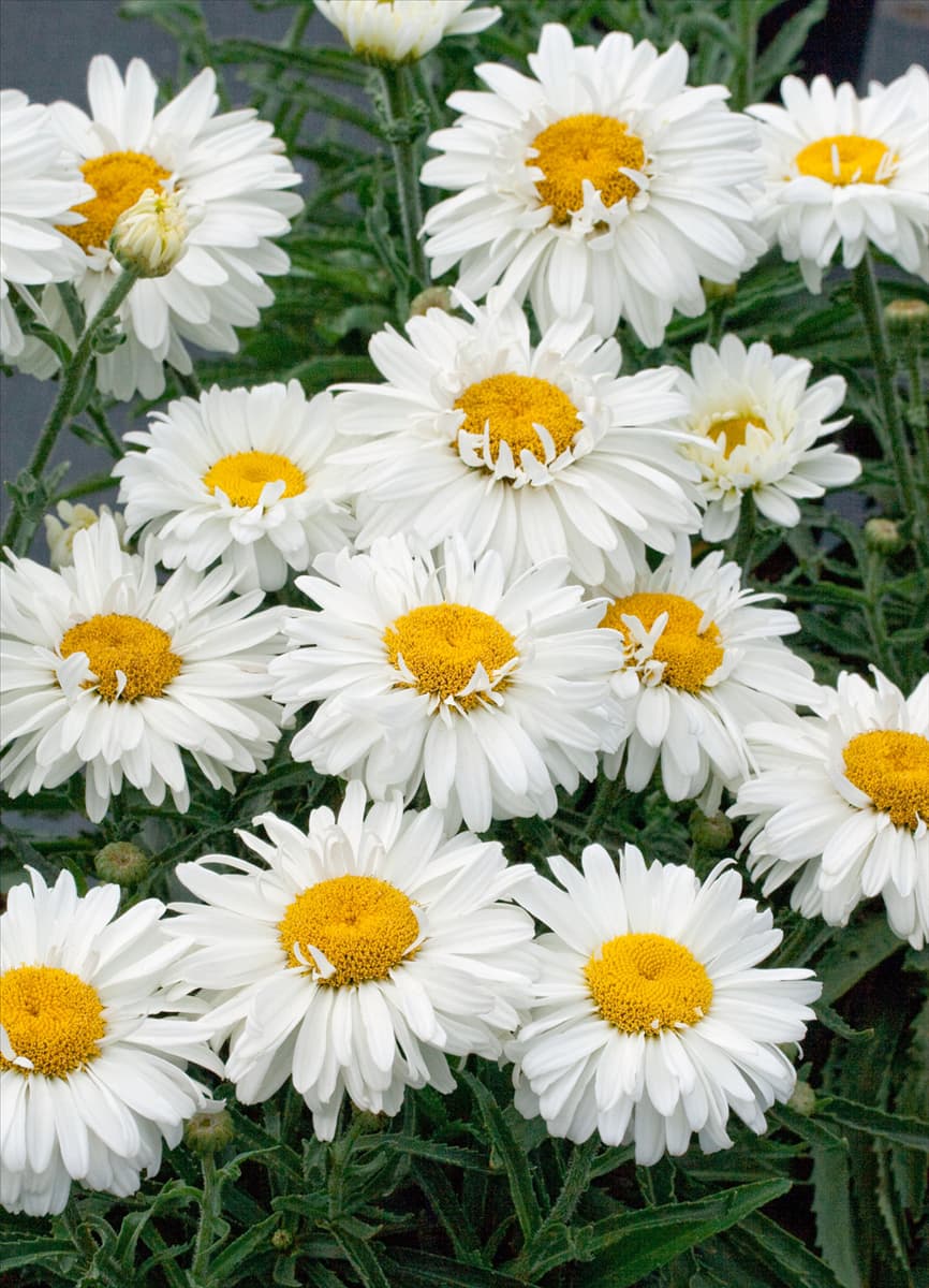 Leucanthemum x superbum Paladin