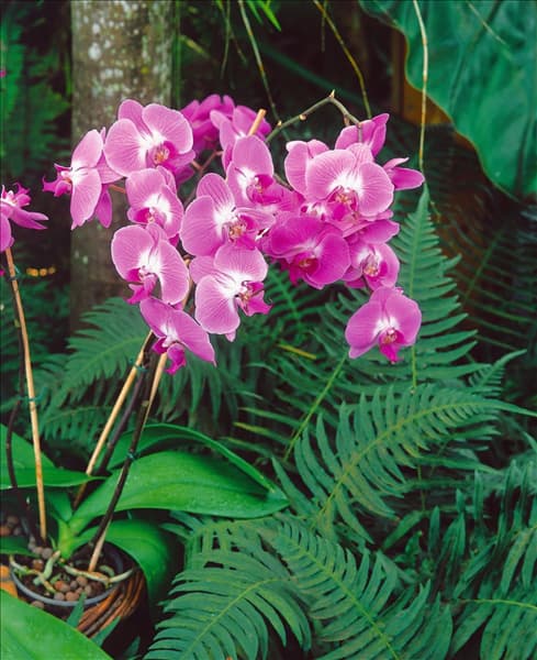 Phalaenopsis rose