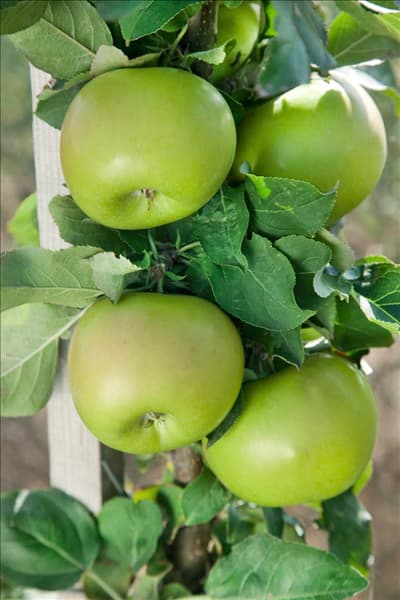Malus domestica Greencats