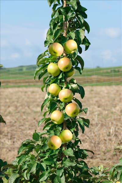 Malus domestica Greencats ®