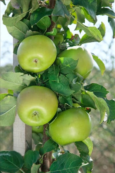 Malus domestica Greencats