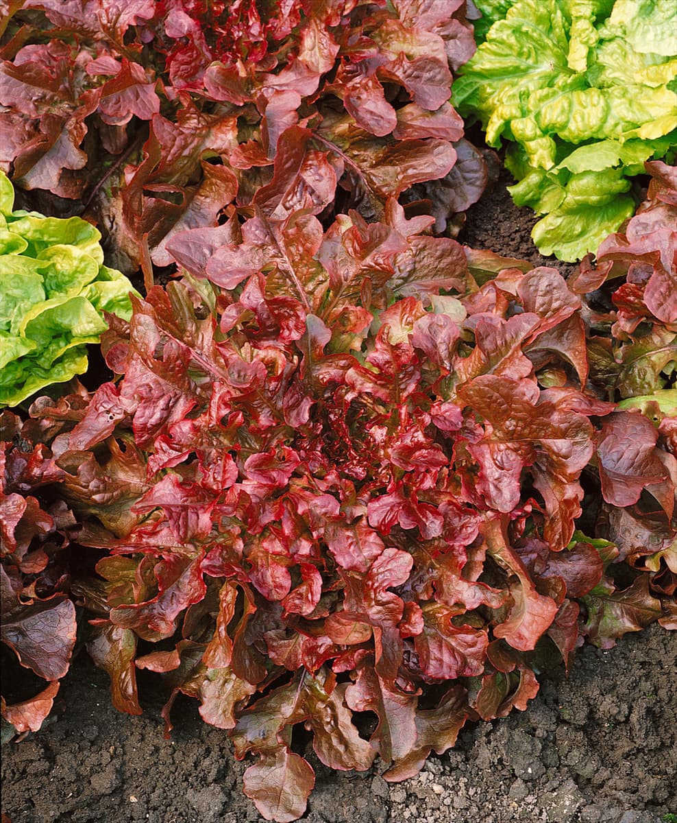 Pflücksalat / Lactuca sativa var. crispa Red Salad Bowl