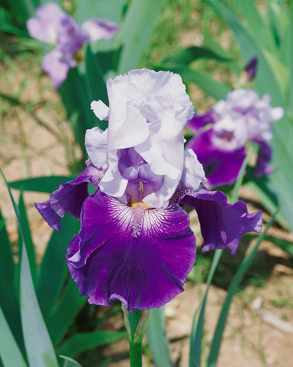 Iris germanica Skylab
