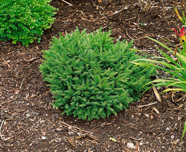 Picea abies Pumila