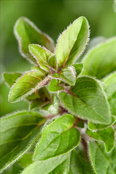 Origanum majorana Aromata