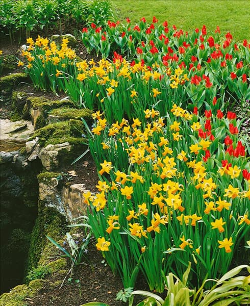 Narcissus cyclamineus Jetfire