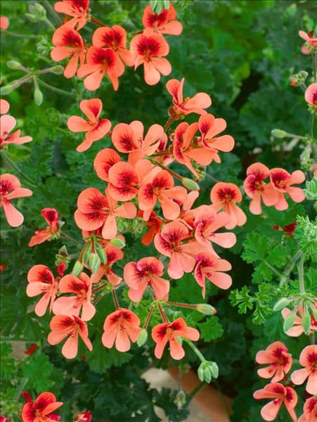 Pelargonium Angel Eyes Orange