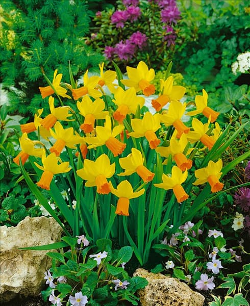 Narcissus cyclamineus Jetfire