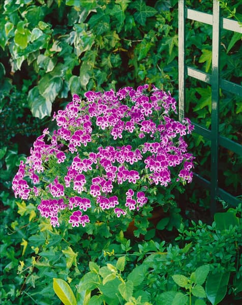Pelargonium Angel Eyes