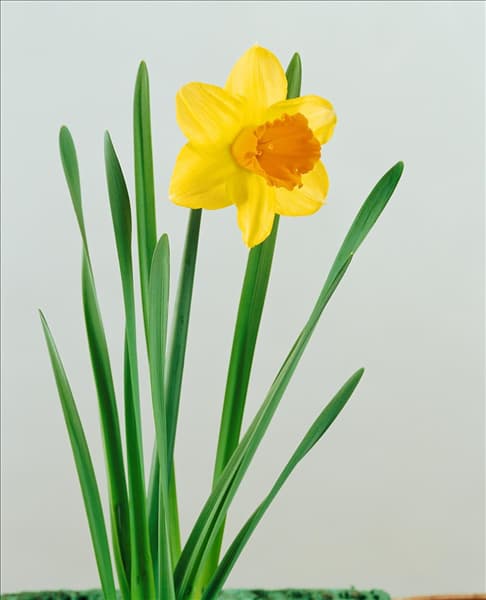Narcissus cyclamineus Jetfire