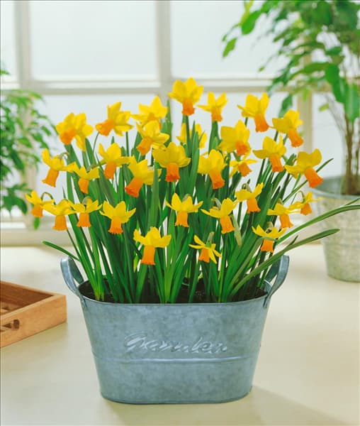 Narcissus cyclamineus Jetfire