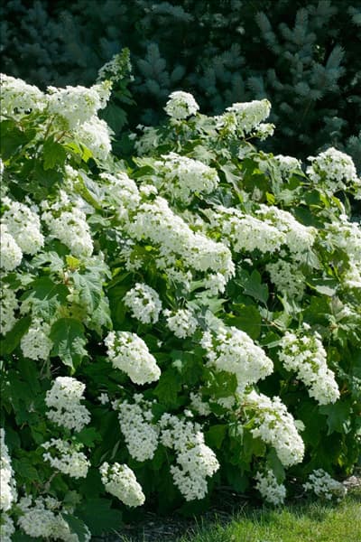 Hydrangea quercifolia Snowflake