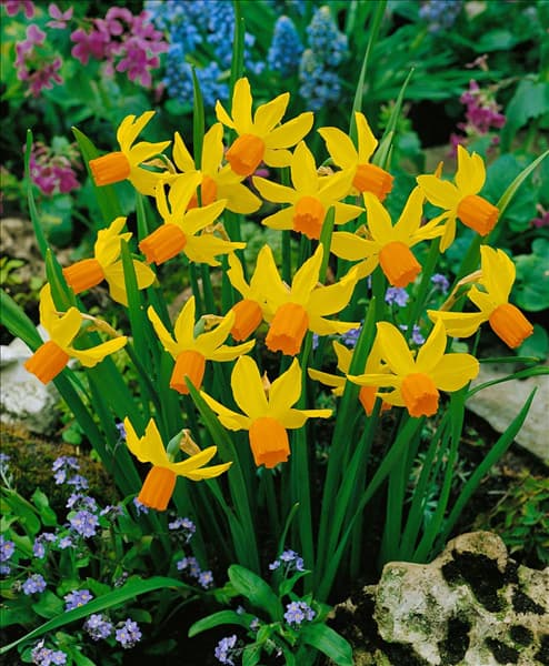 Narcissus cyclamineus Jetfire