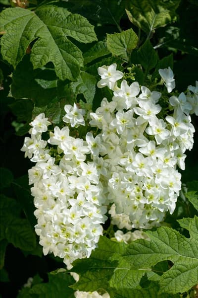 Hydrangea quercifolia Snowflake