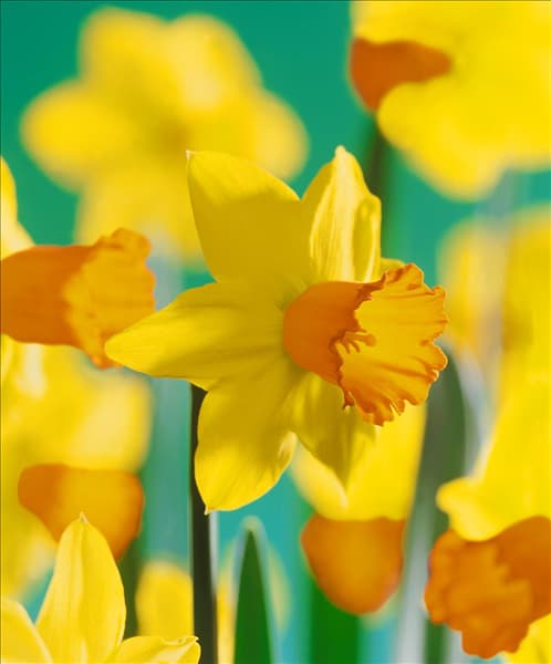 Narcissus cyclamineus Jetfire