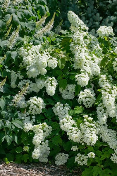 Hydrangea quercifolia Snowflake