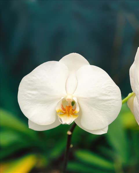 PHALAENOPSIS WHITE