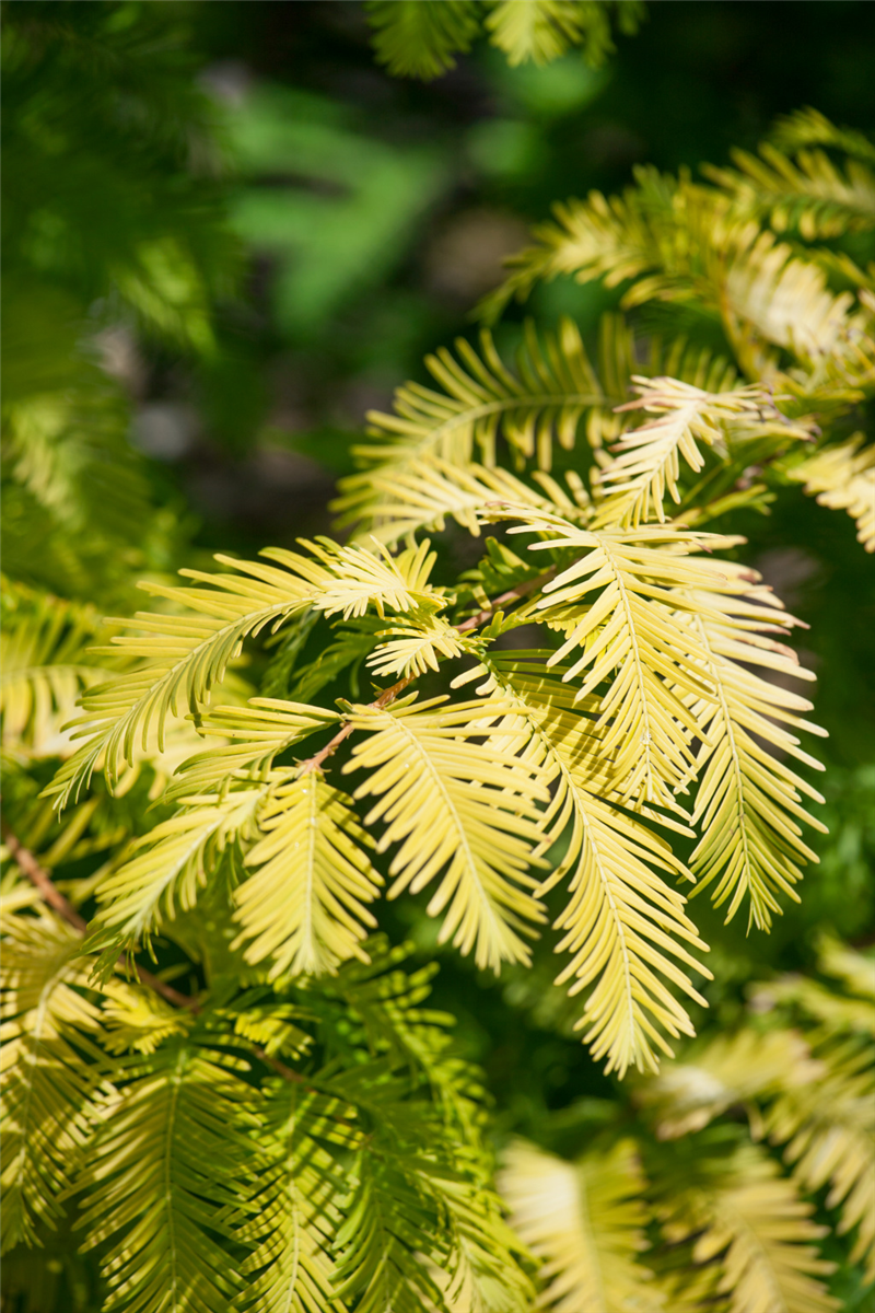 Metasequoia glyptostroboides