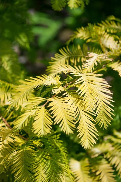 Metasequoia glyptostroboides 'Matthaie'