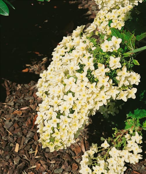 Hydrangea quercifolia Snowflake