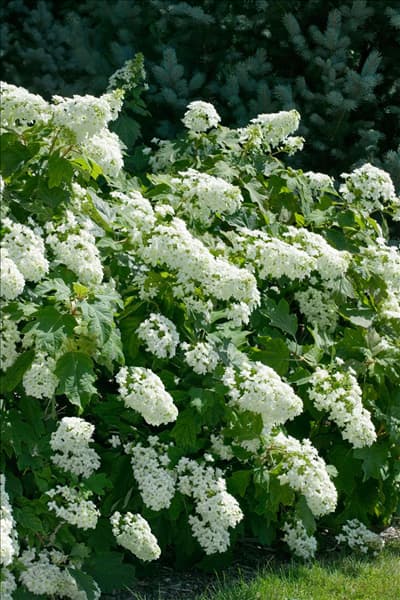 Hydrangea quercifolia Snowflake