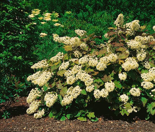 Hydrangea quercifolia Snowflake