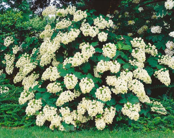 Hydrangea quercifolia Snowflake