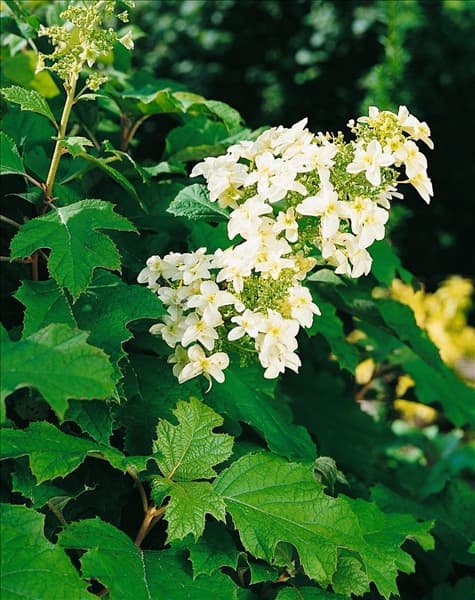 Hydrangea quercifolia Snowflake