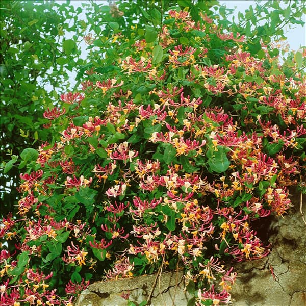 LONICERA X HECKROTTII