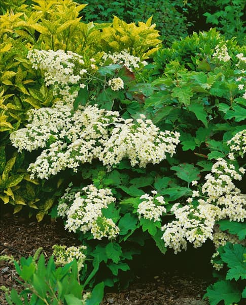 Hydrangea quercifolia Snowflake