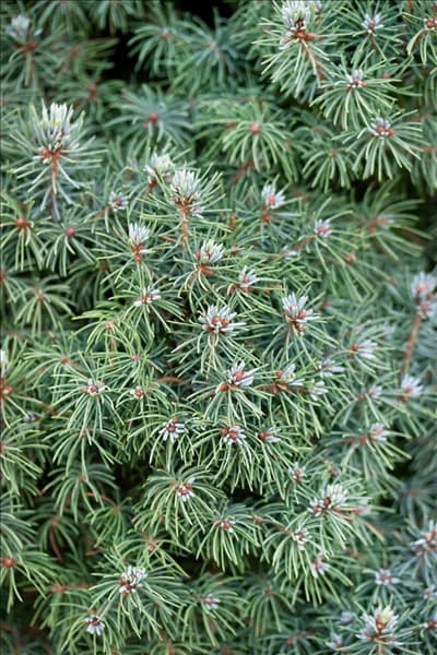 Picea glauca Blue Wonder