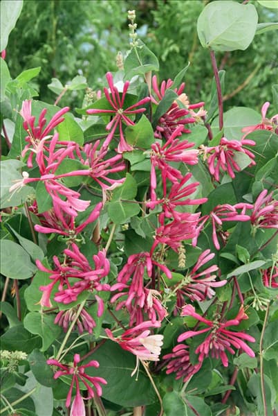 Lonicera heckrottii