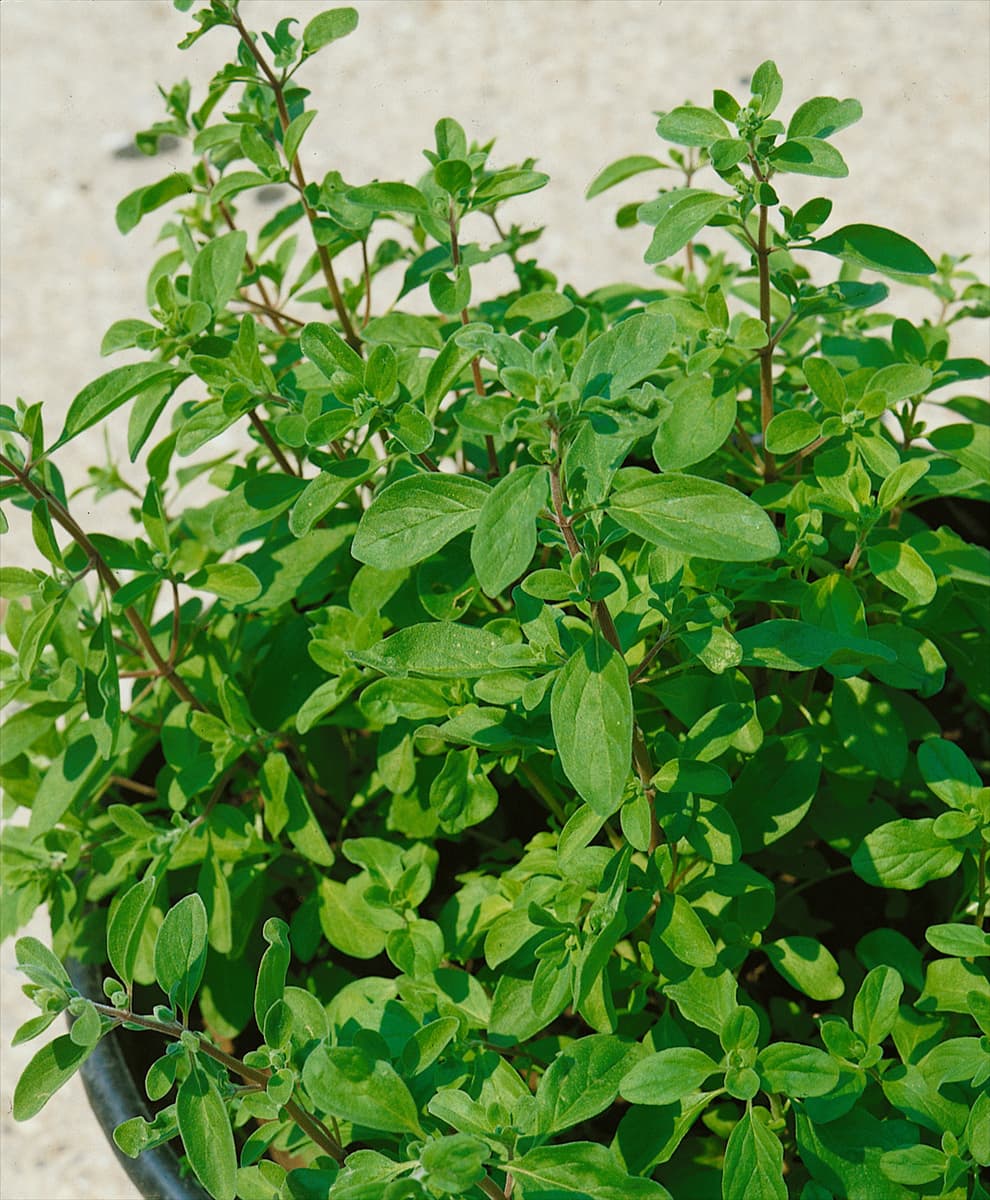 Origanum majorana