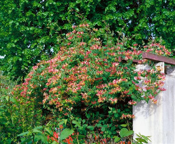 Lonicera heckrottii