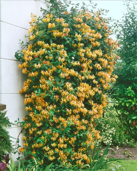 LONICERA X HECKROTTII