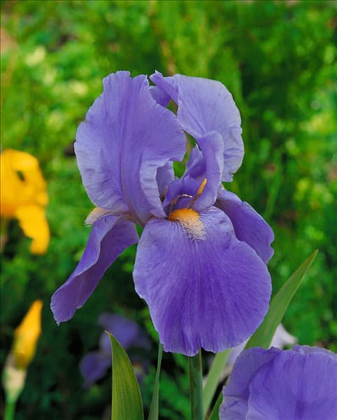 Iris germanica Blue Rhythm