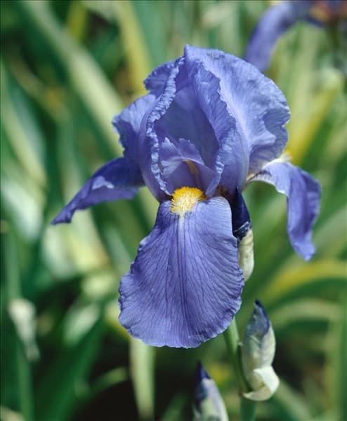 Iris germanica blue