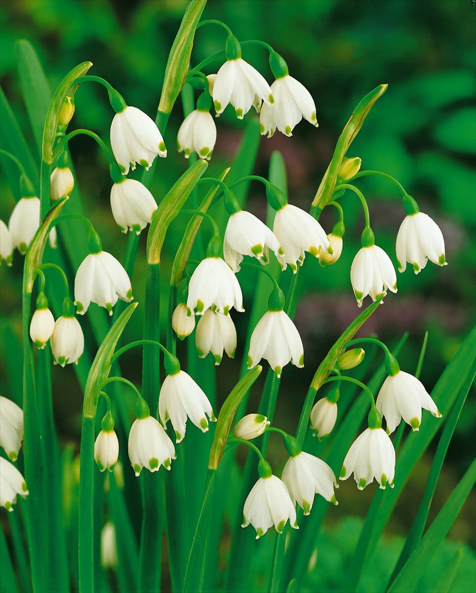 LEUCOJUM AESTIVUM