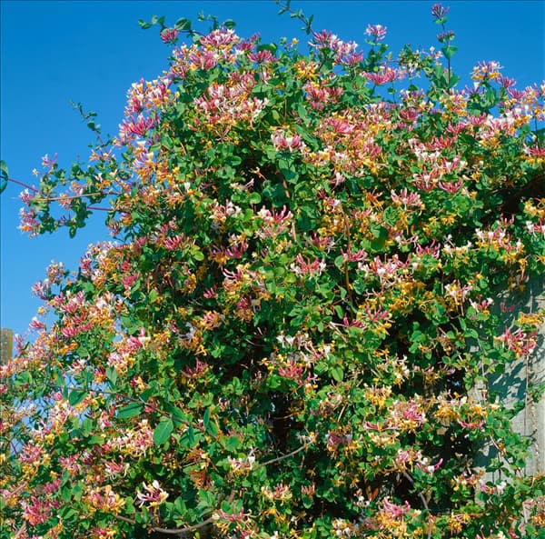 Lonicera heckrottii