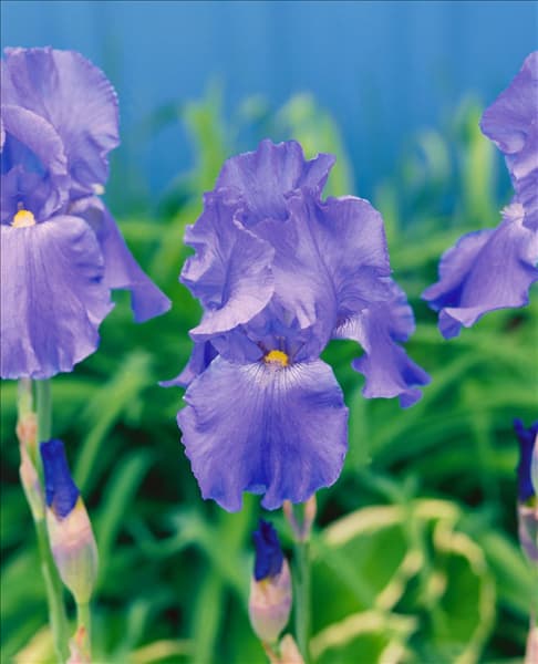 Iris germanica Autumn Orchid