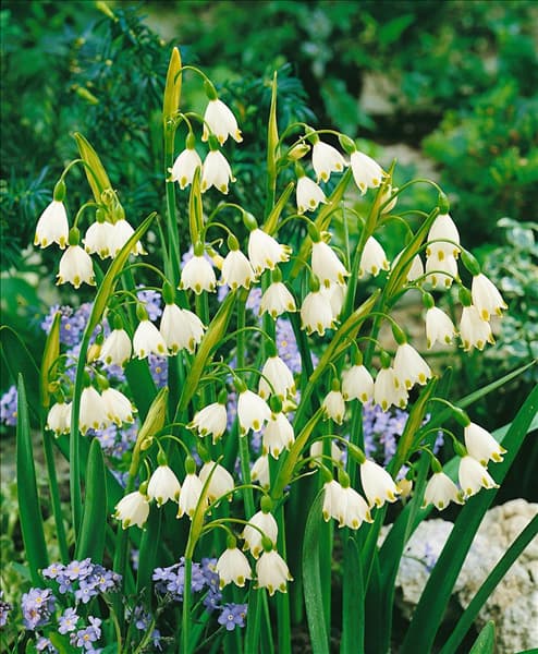 Leucojum aestivum
