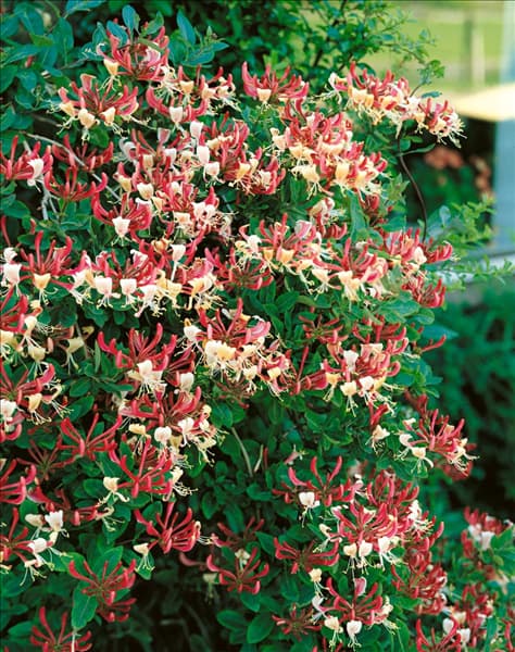 LONICERA X HECKROTTII