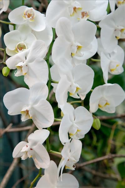 Phalaenopsis, weiß