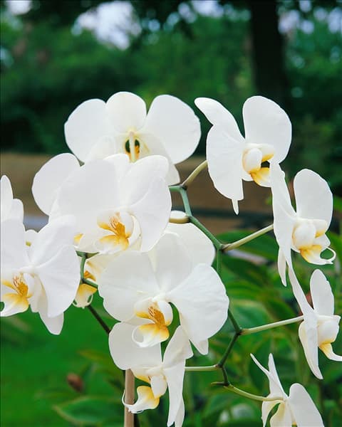 Phalaenopsis