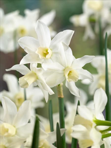 Narcissus cyclamineus Toto