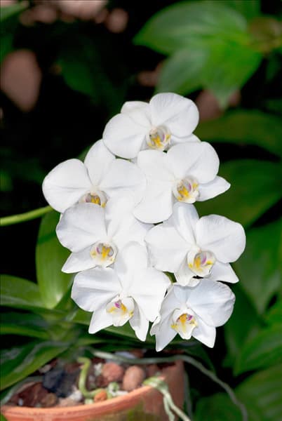 Phalaenopsis aphrodite