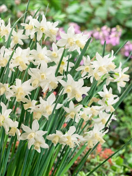 Narcissus cyclamineus Toto